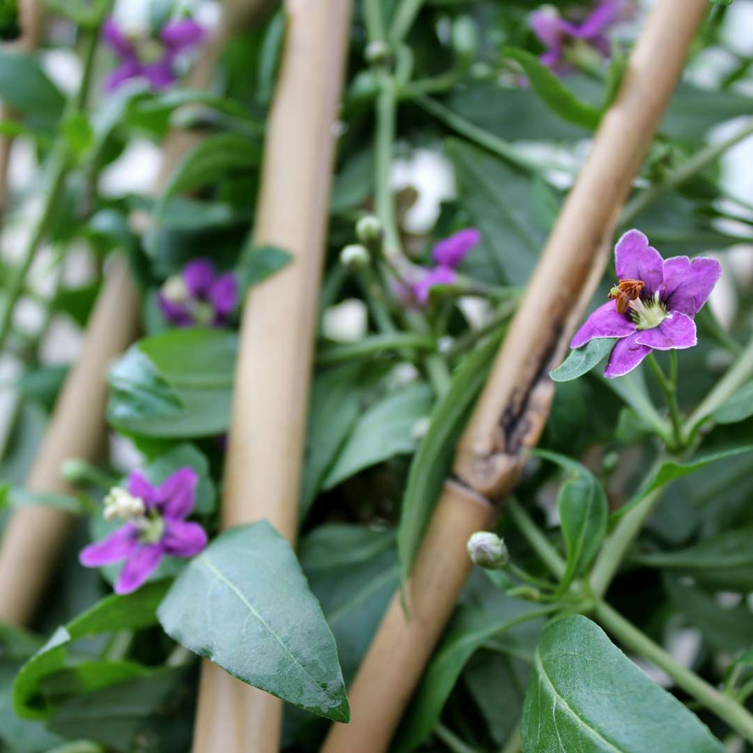 Purple blooms of Sweet Lifeberry Lycium